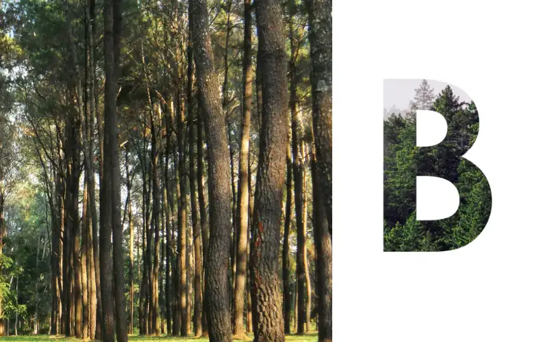 تصميم IL Bosco New Capital